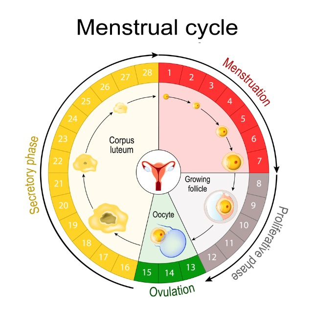 Period Calculator - Phular IVF Hospital